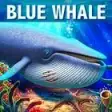 Blue Whale Simulator