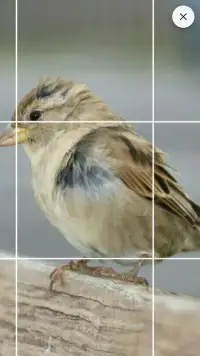 Drawing Grid screenshot 4